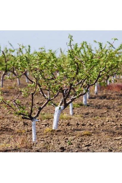 Садовая побелка для деревьев